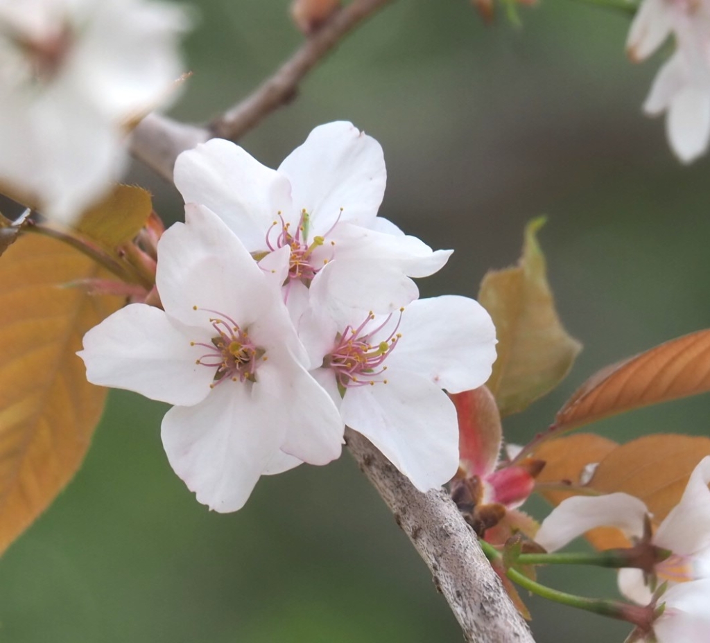 4/5 ヤマザクラ（山桜）さん