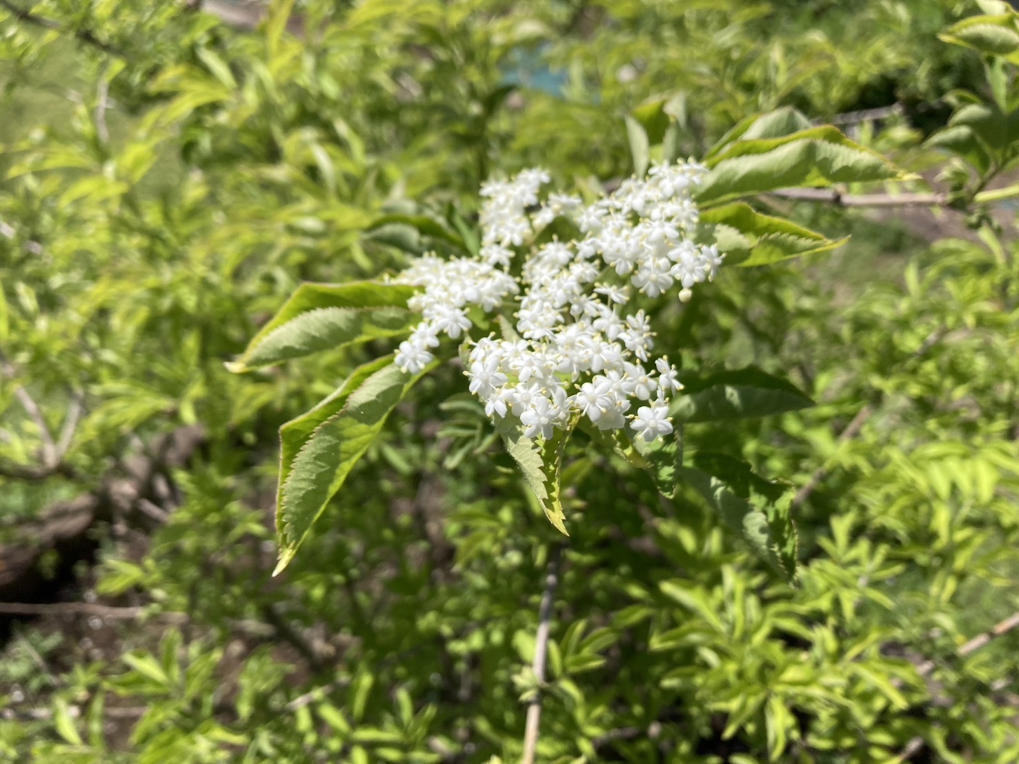 5/10　エルダーフラワーさん