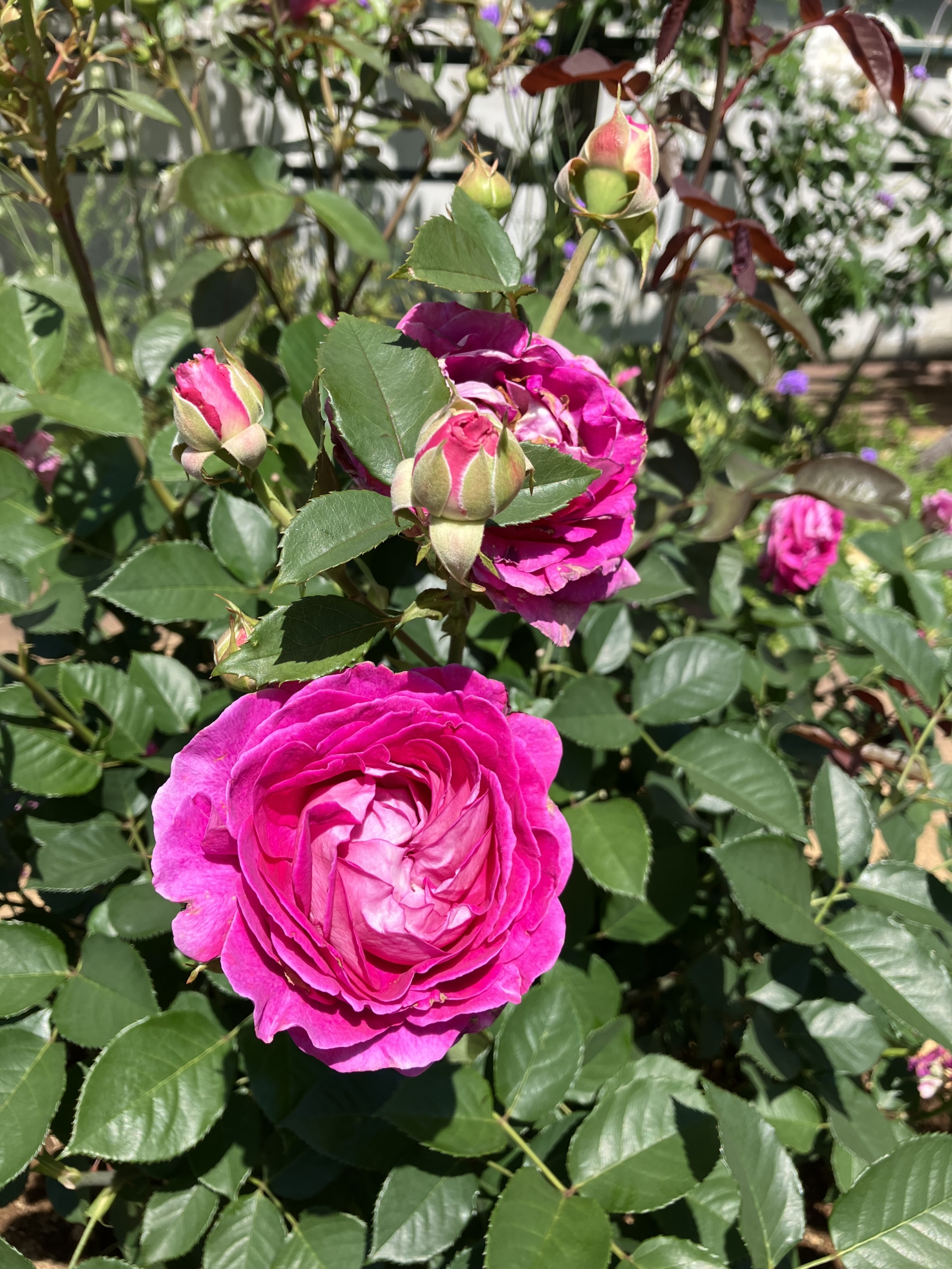 5/18　フォーランマリアさん