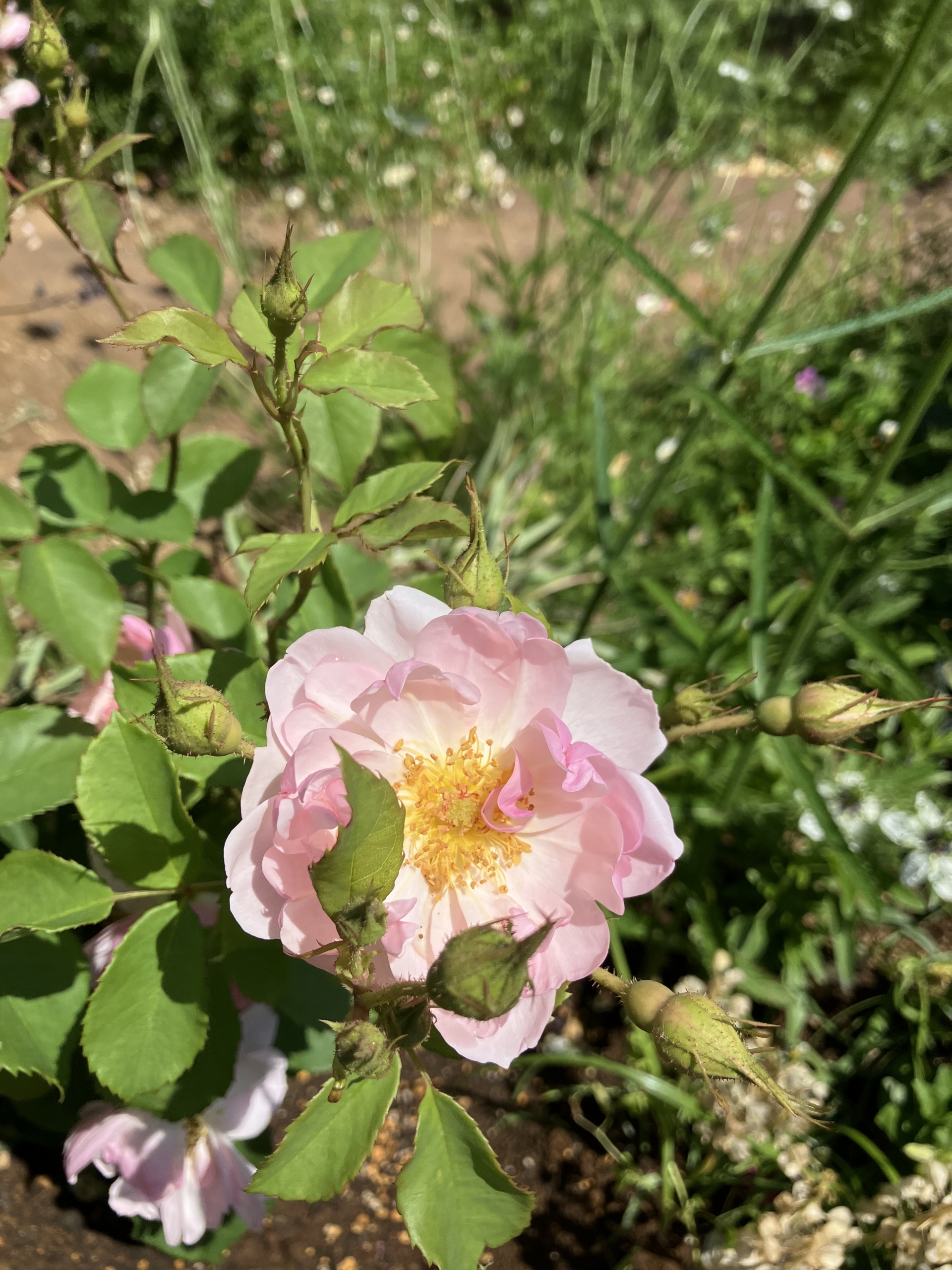 5/18　スキャボローフェアさん