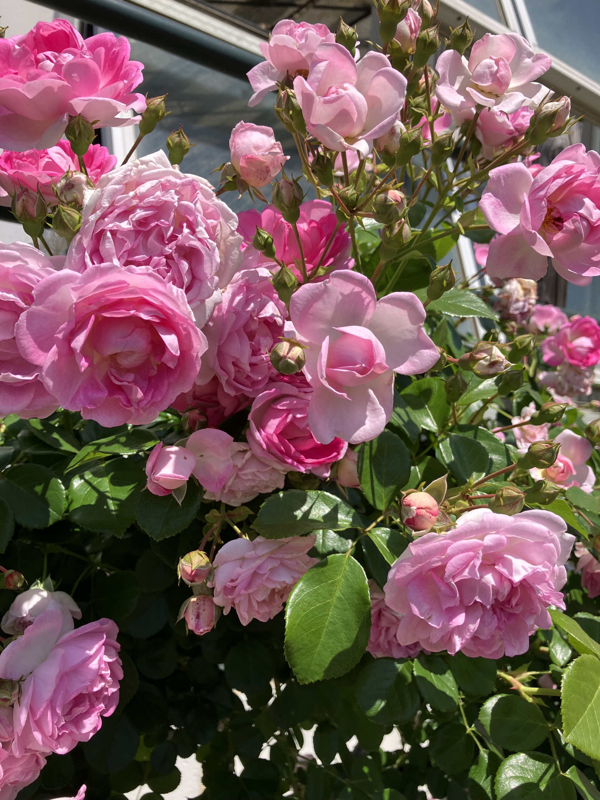 5/18　つる　アイスバーグ（桃）さん