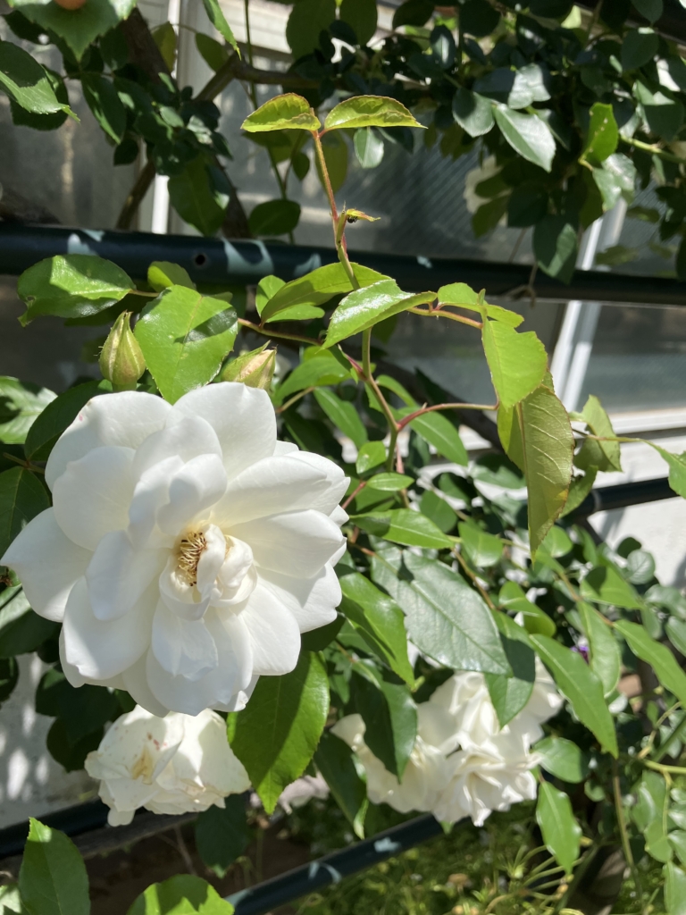 5/18　つる　アイスバーグ（白）さん