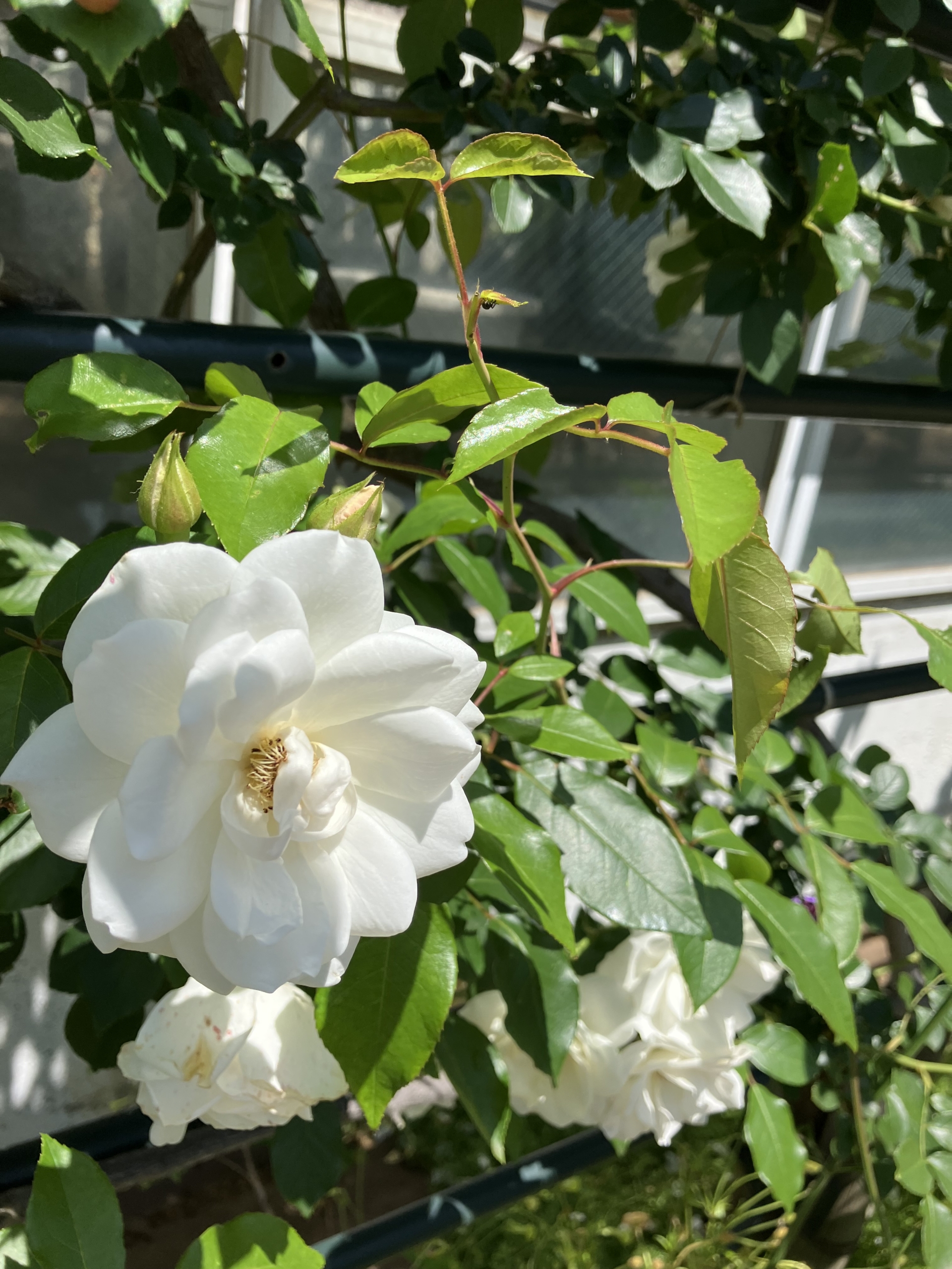 5/18　つる　アイスバーグ（白）さん