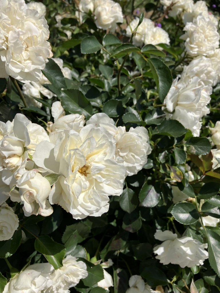 5/18　スノーシャワーさん