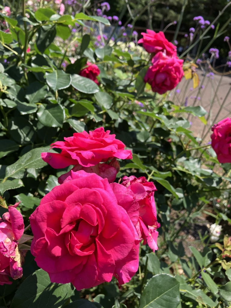 5/18　ローズうららさん