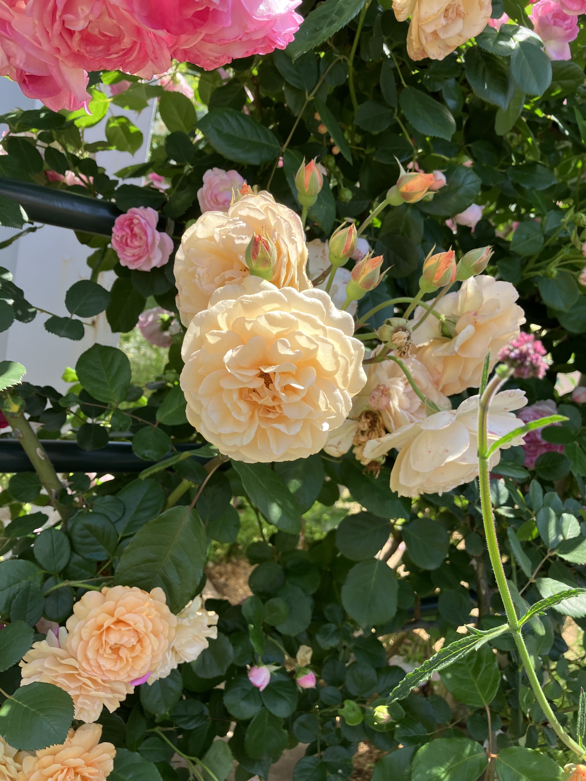 5/18　バタースコッチさん