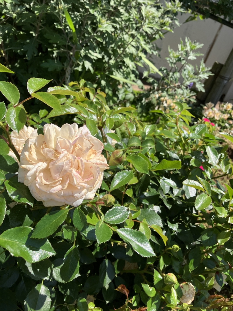 5/18　ガーデンオブローゼズさん