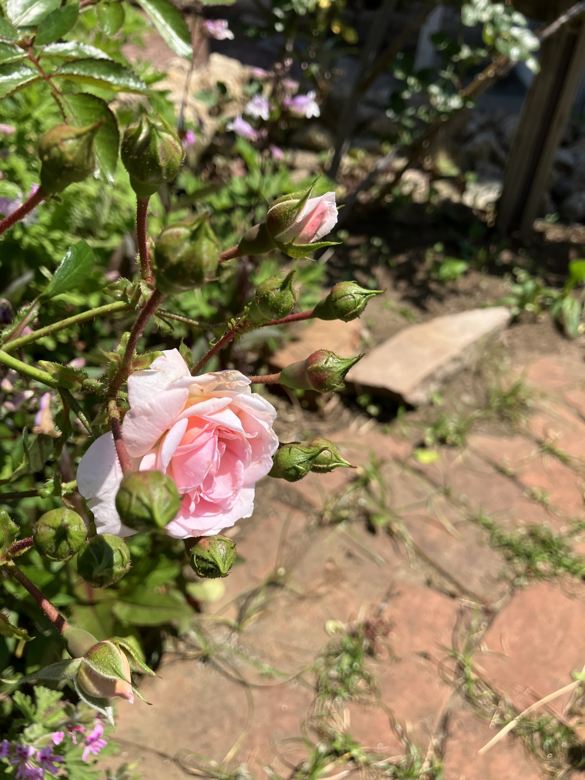 5/18　ボニカ’82さん