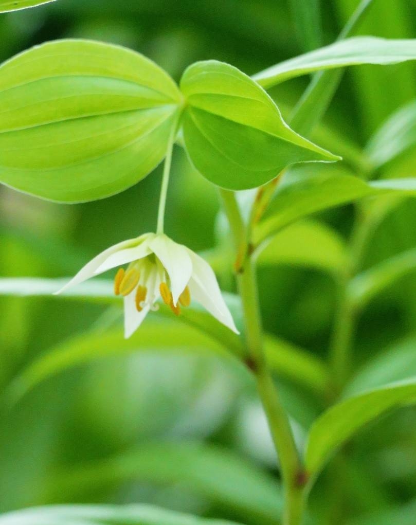 5/3 チゴユリさん