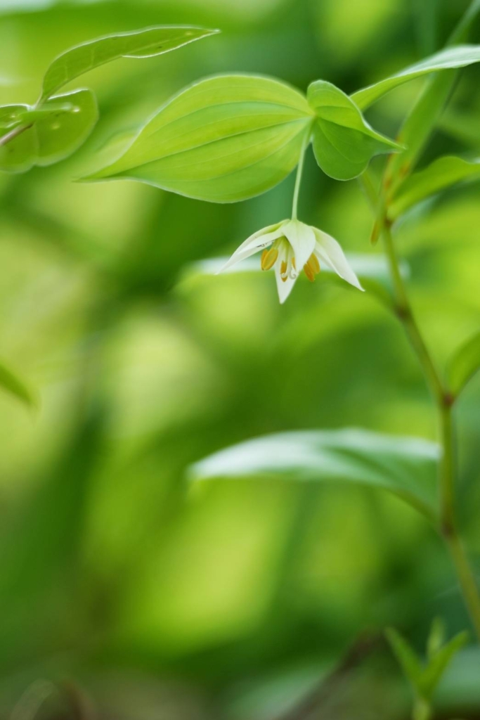 5/3 チゴユリさん