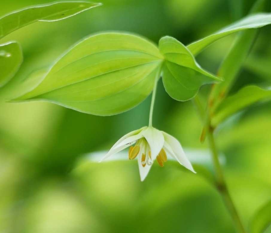 5/3 チゴユリさん