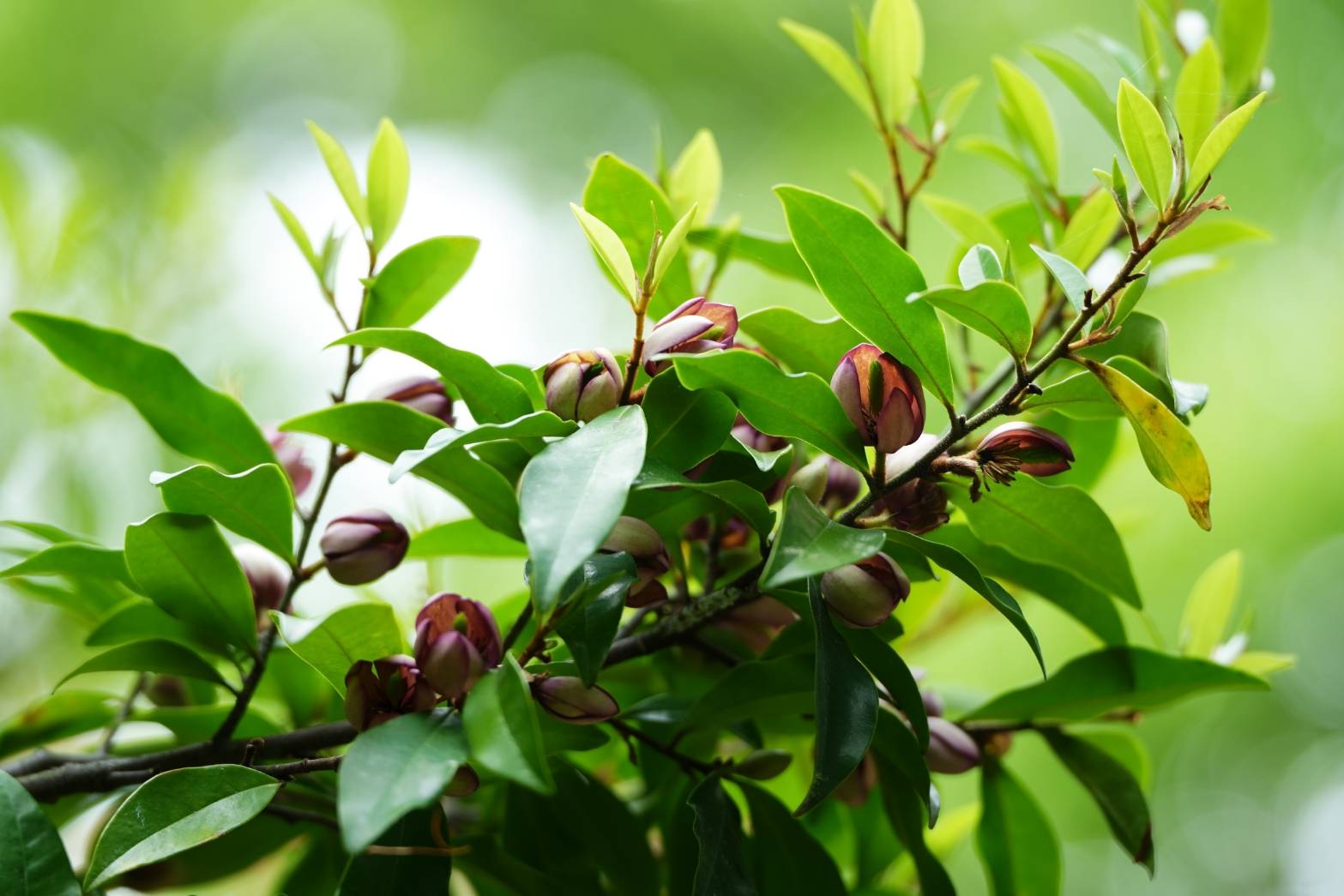 5/3　カラタネオガタマさん