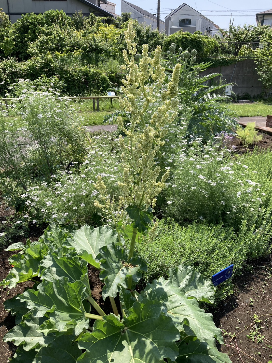 5/8 ルバーブさん