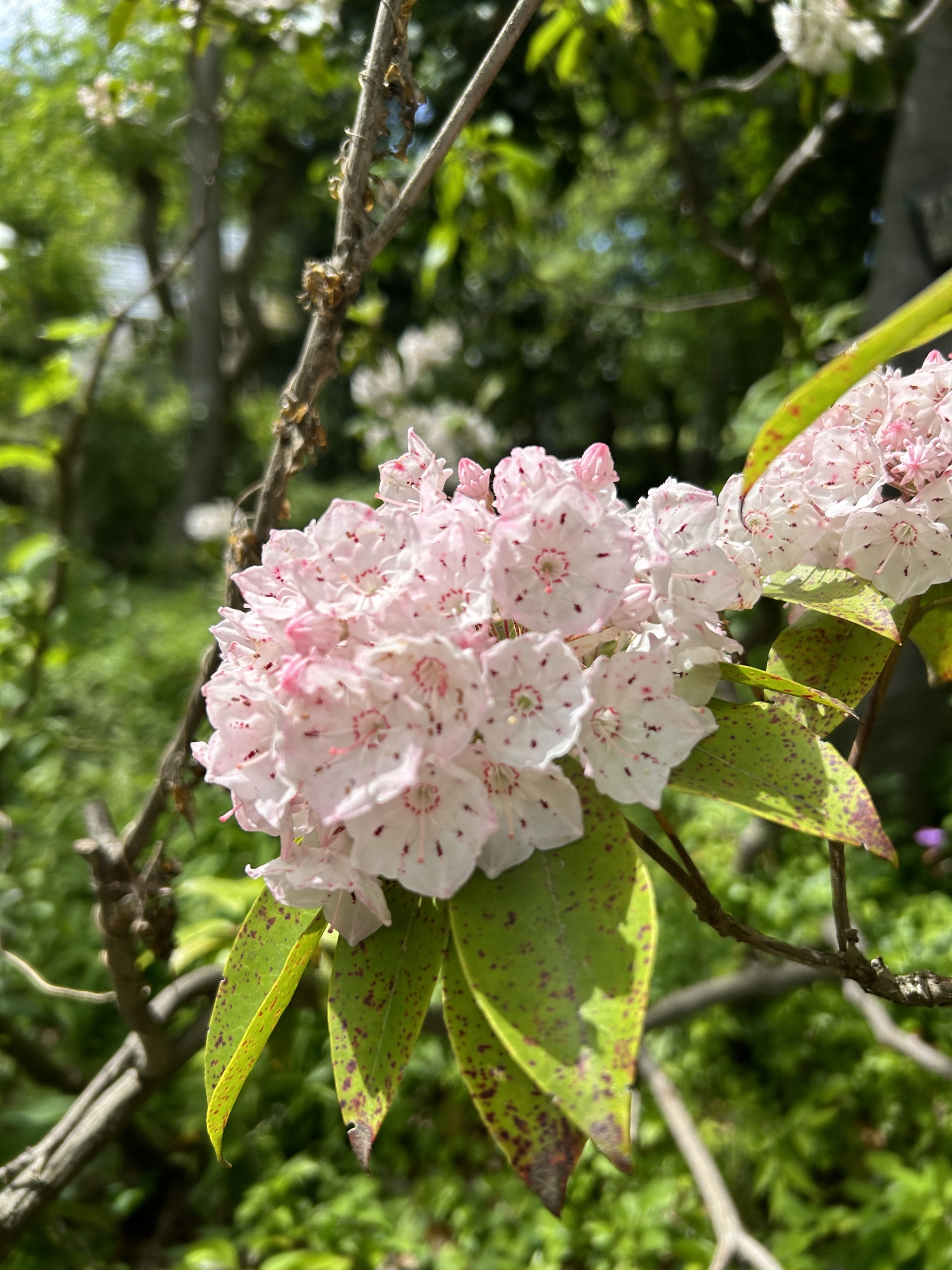 5/21 カルミアさん