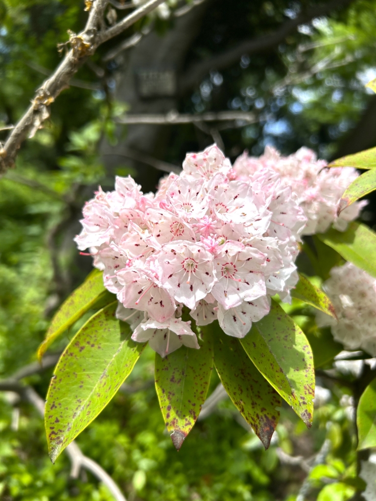 5/21 カルミアさん