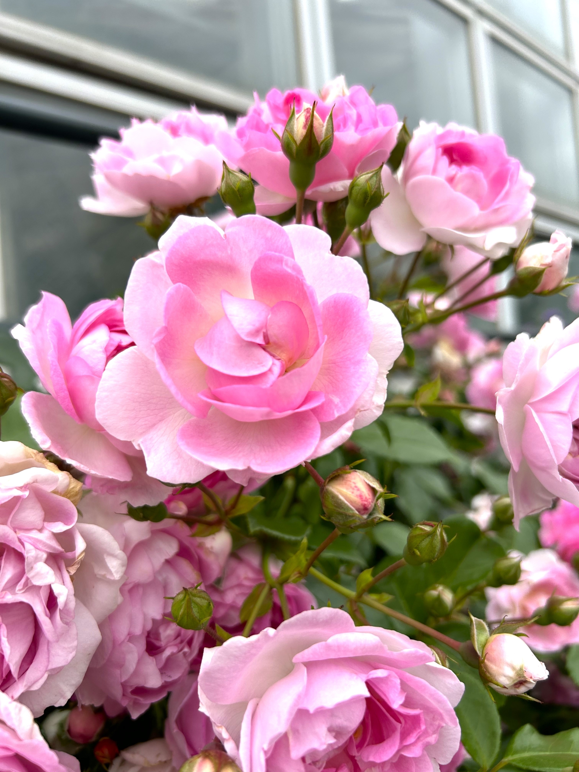 5/18　つる　アイスバーグ（桃）さん