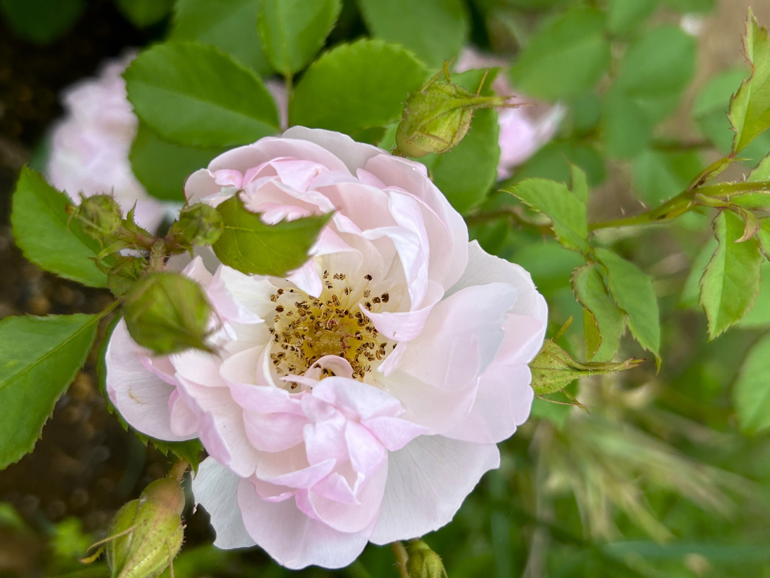 5/18　スキャボローフェアさん