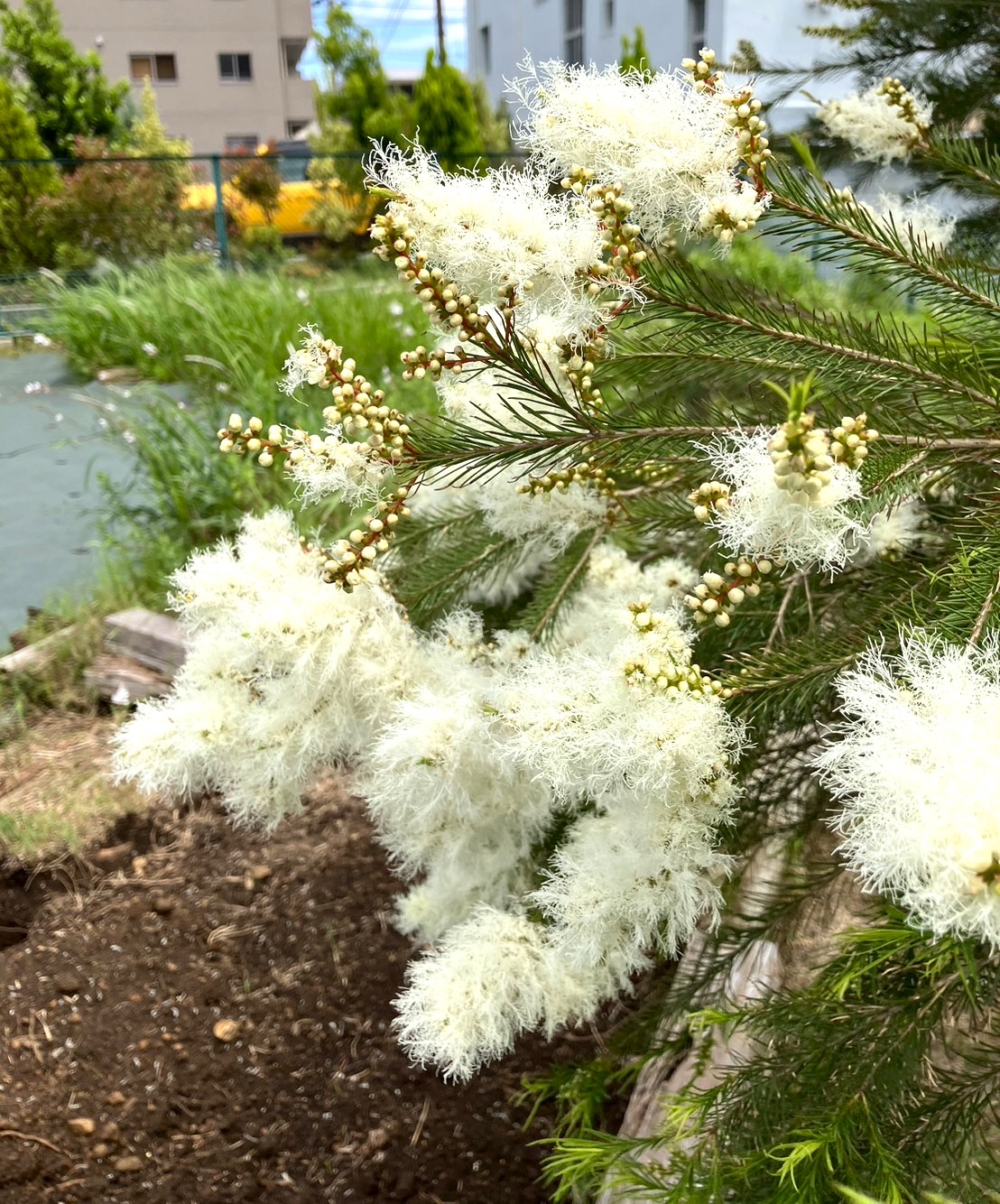 5/29 ティーツリーさん