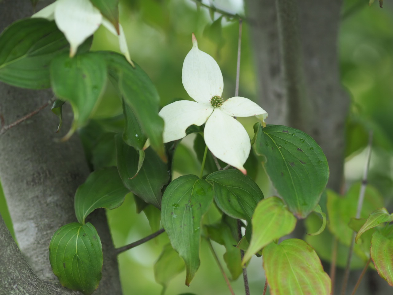5/21 ヤマボウシさん