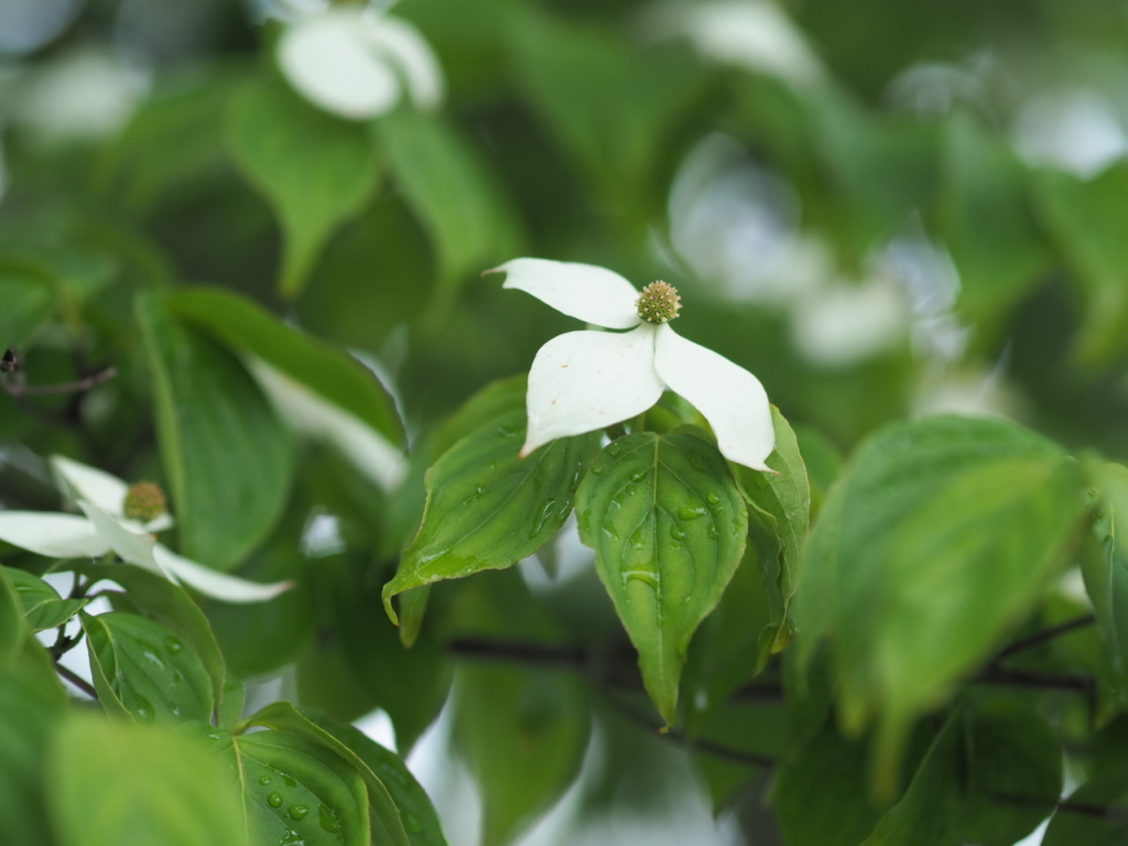 5/21 ヤマボウシさん