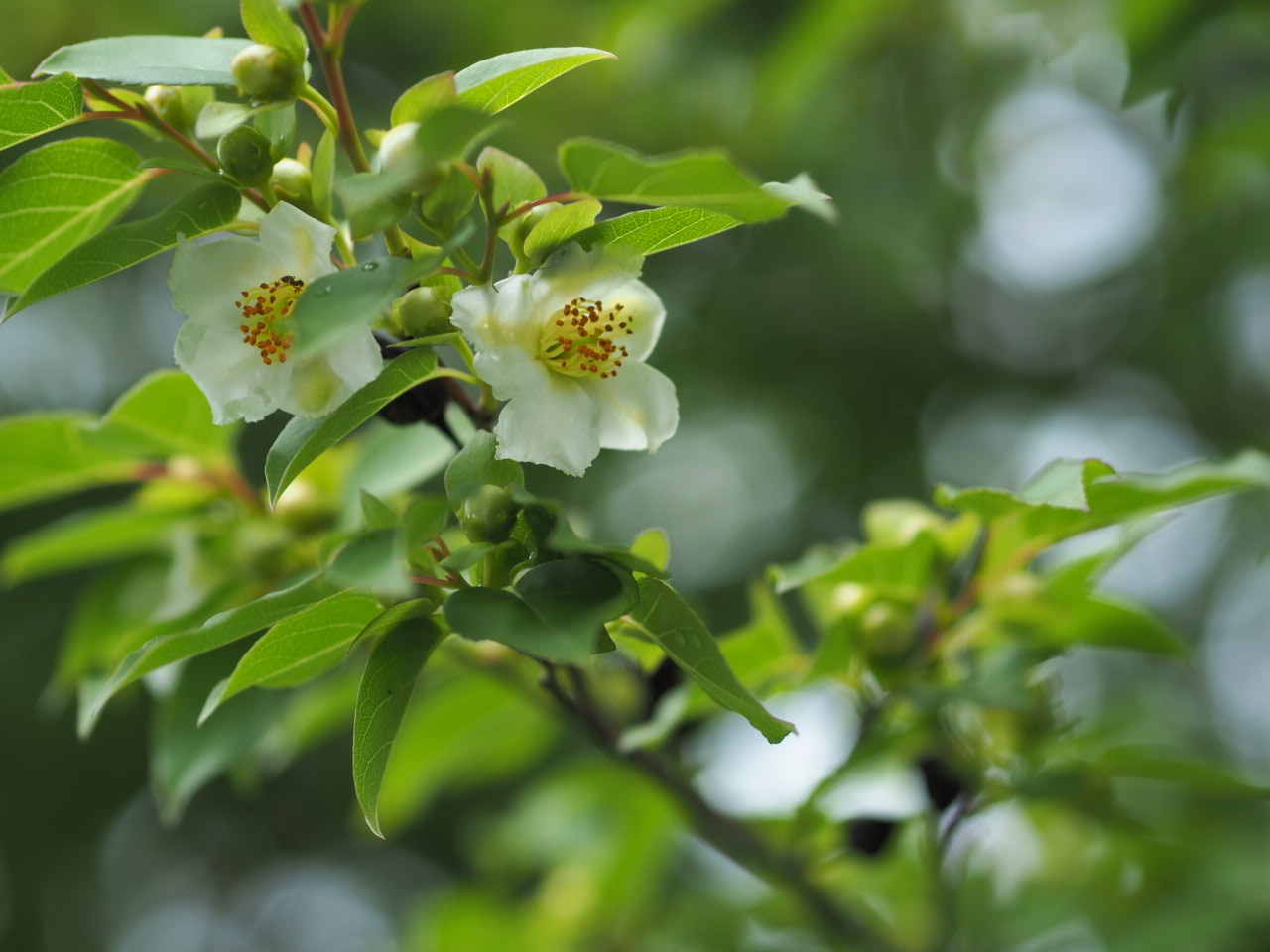 5/21 ヒメシャラさん