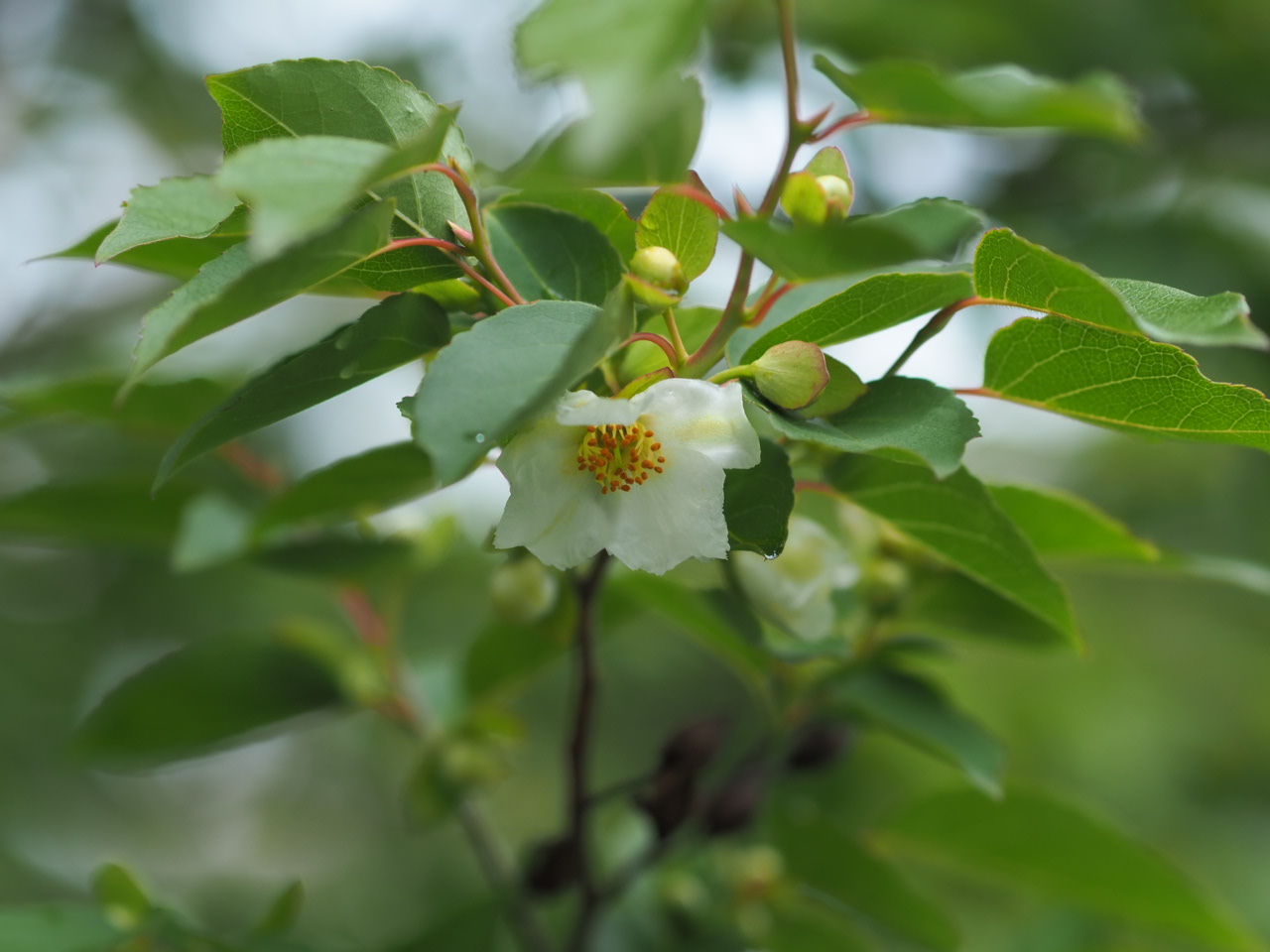 5/21 ヒメシャラさん