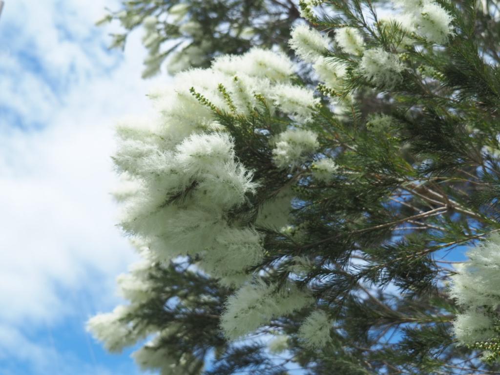 5/29 ティーツリーさん