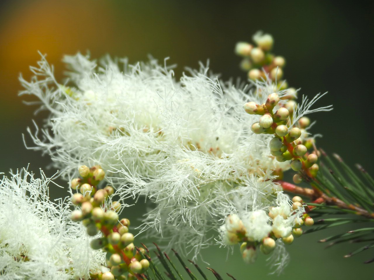 5/29 ティーツリーさん
