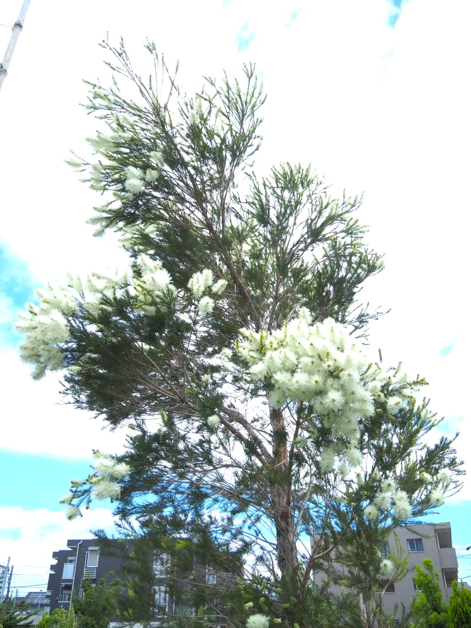 5/29 ティーツリーさん