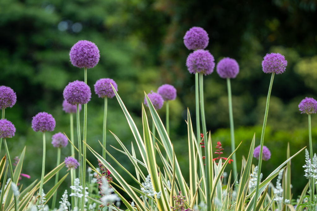 5/22  アリウムさん