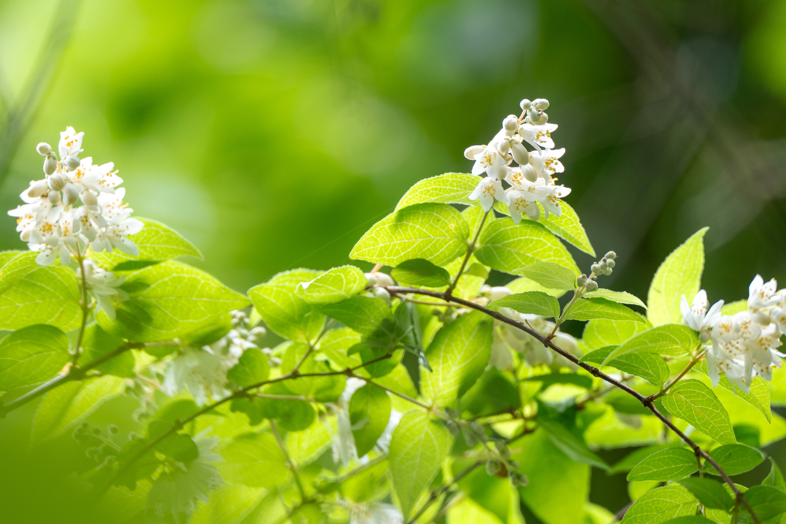 5/22  ウツギさん