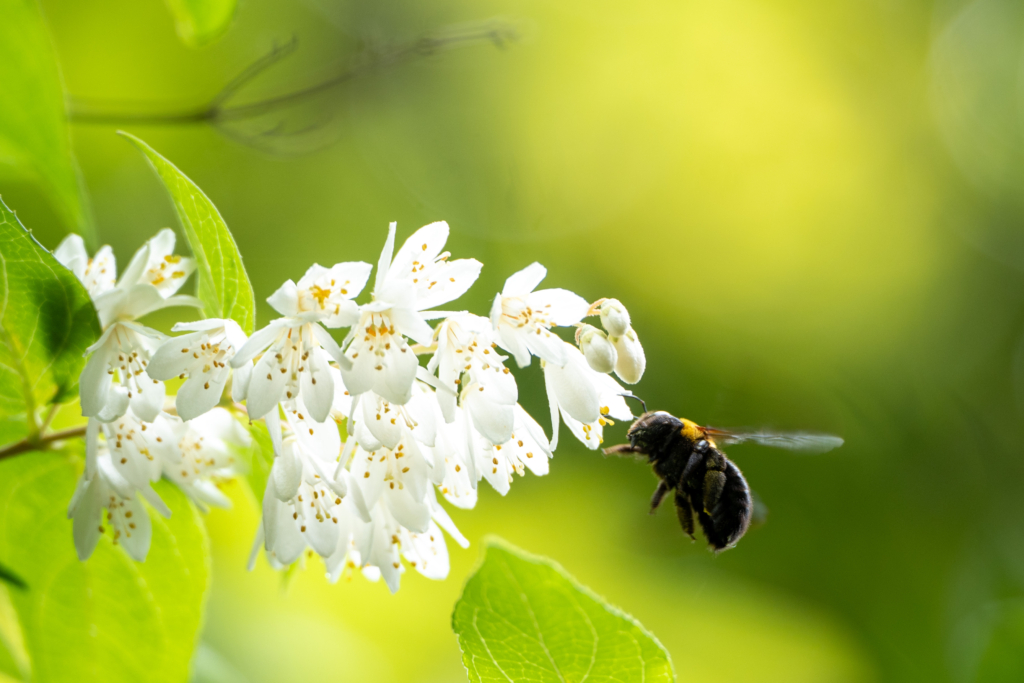 5/22  ウツギさん