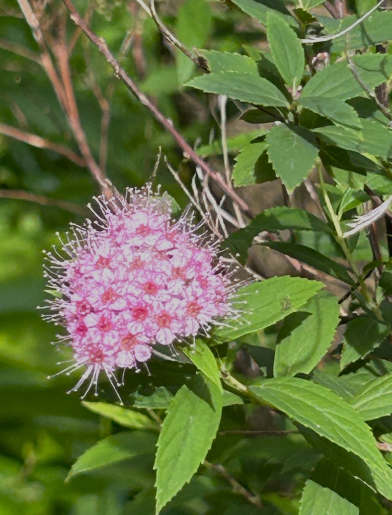 5/22  シモツケさん