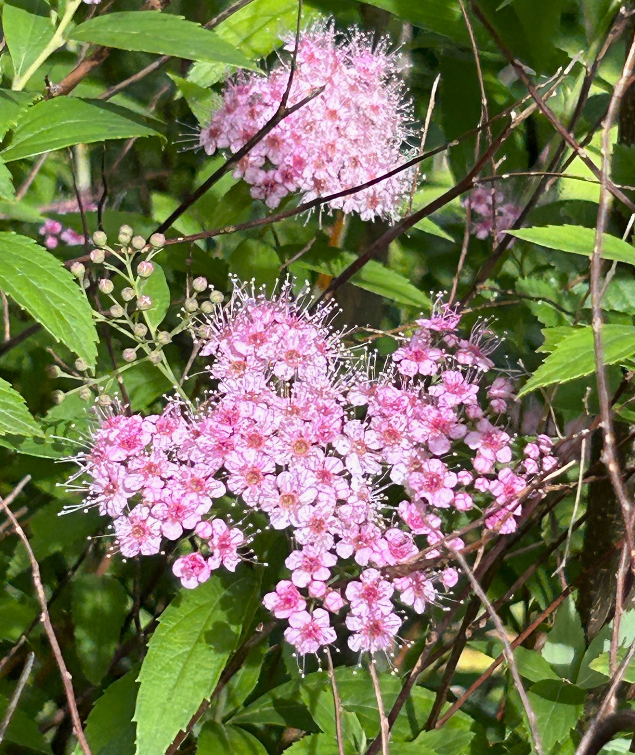 5/22  シモツケさん
