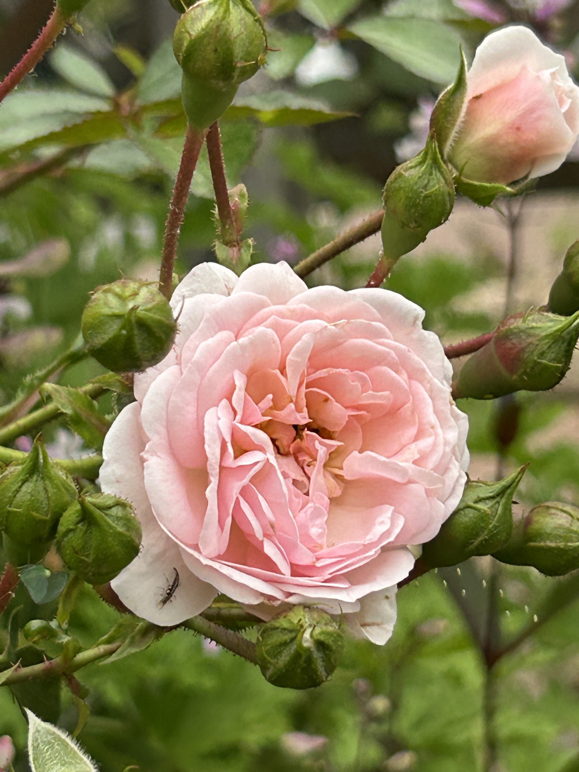 5/18　ボニカ’82さん