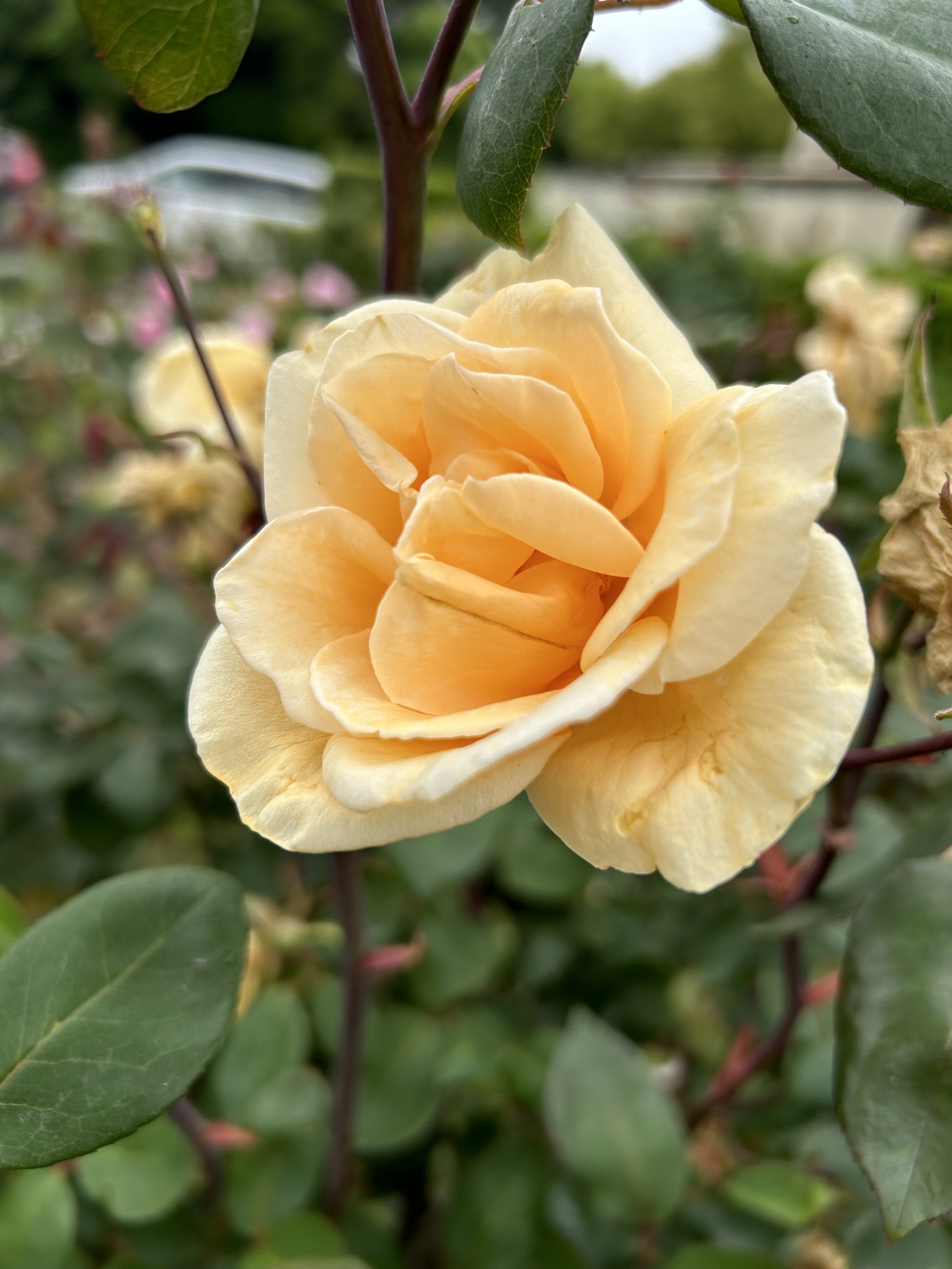 5/19 レディヒリンドンさん