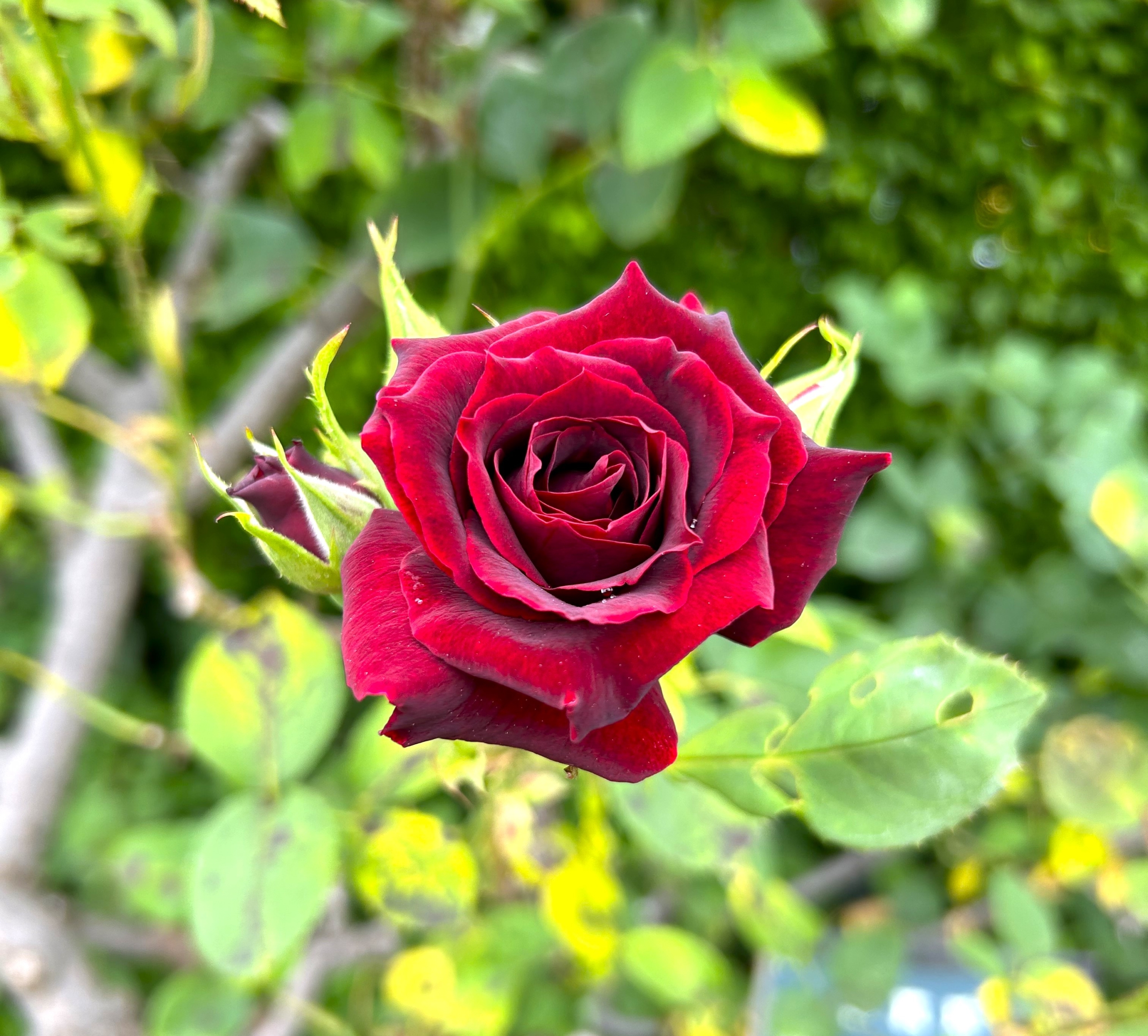 5/19 黒真珠さん