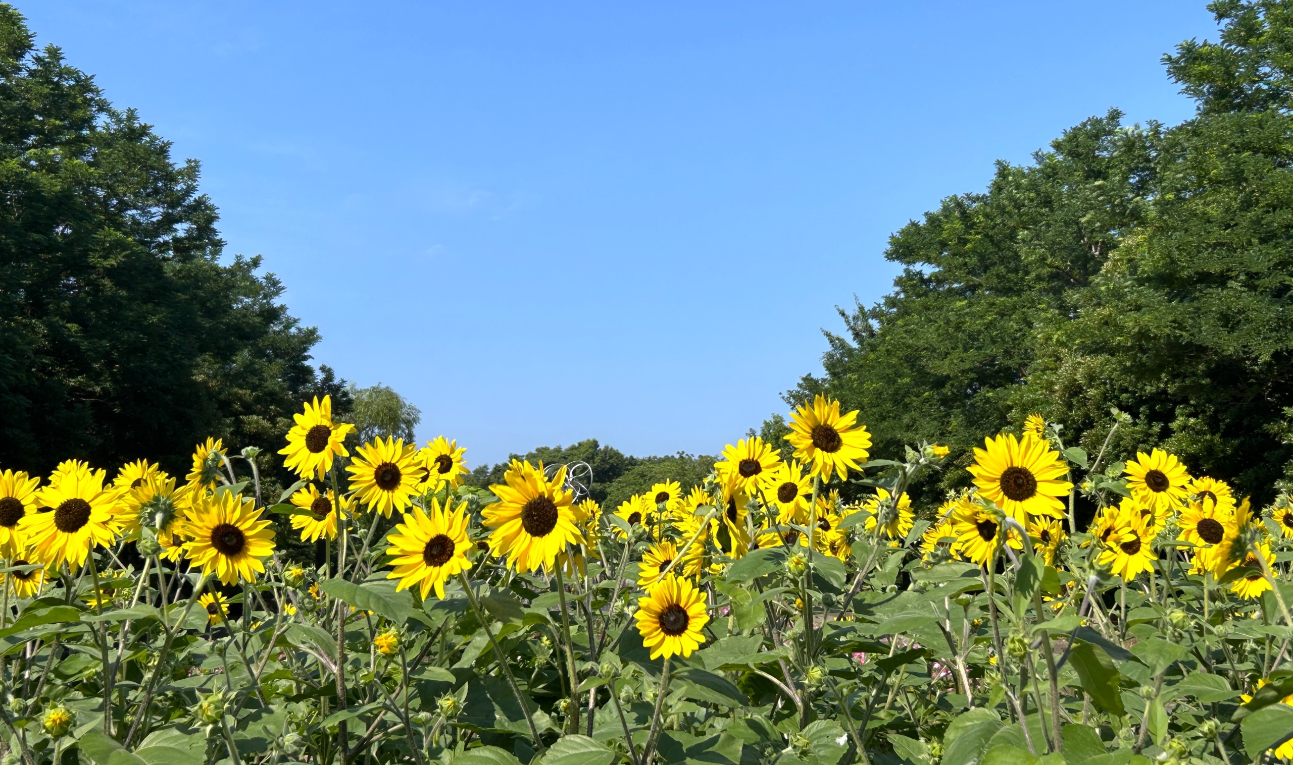 ６/28  ヒマワリさん