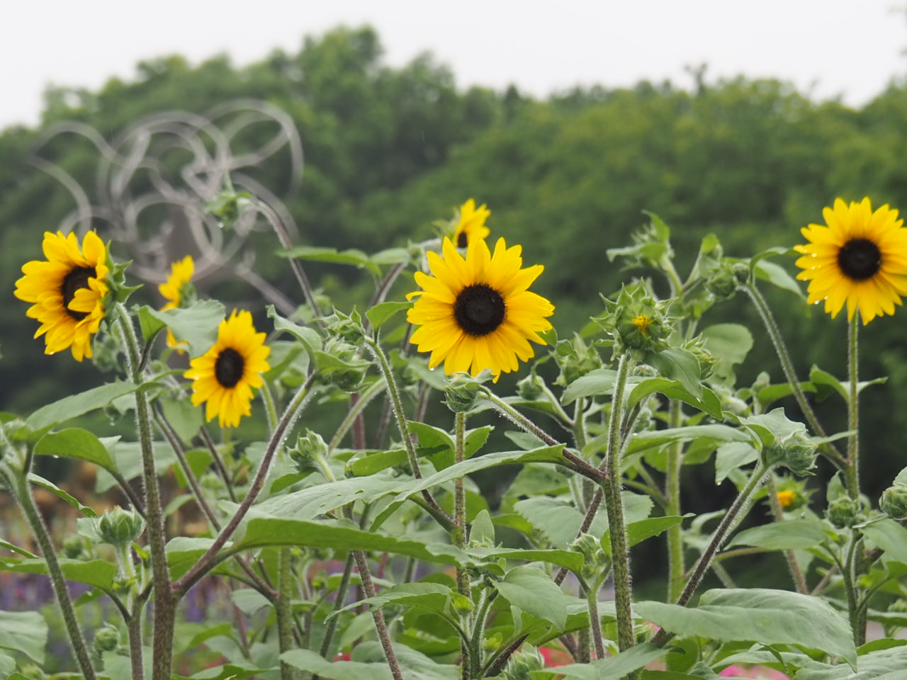 ６/28  ヒマワリさん