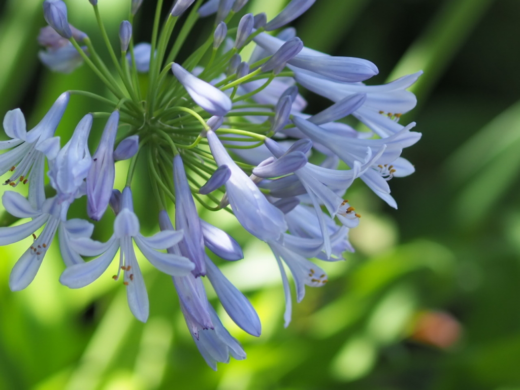 6/28 アガパンサスさん