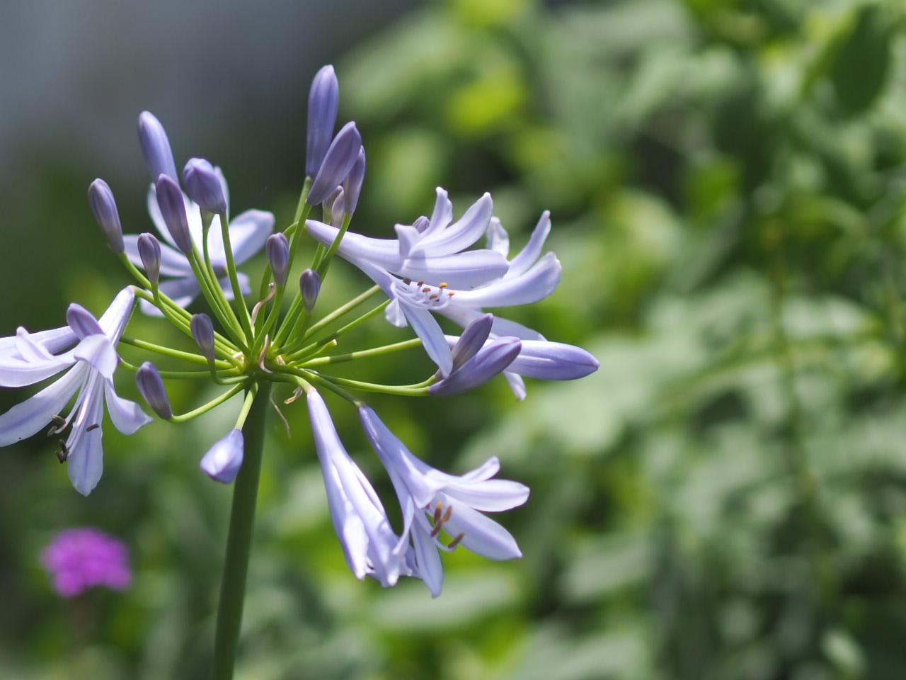 6/28 アガパンサスさん