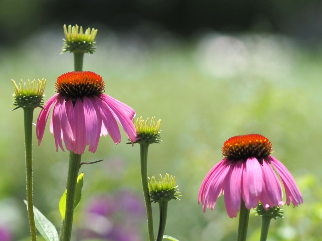 6/28  エキナセアさん