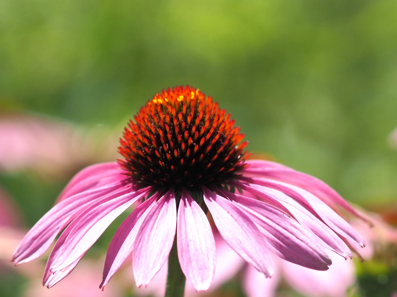 6/28  エキナセアさん