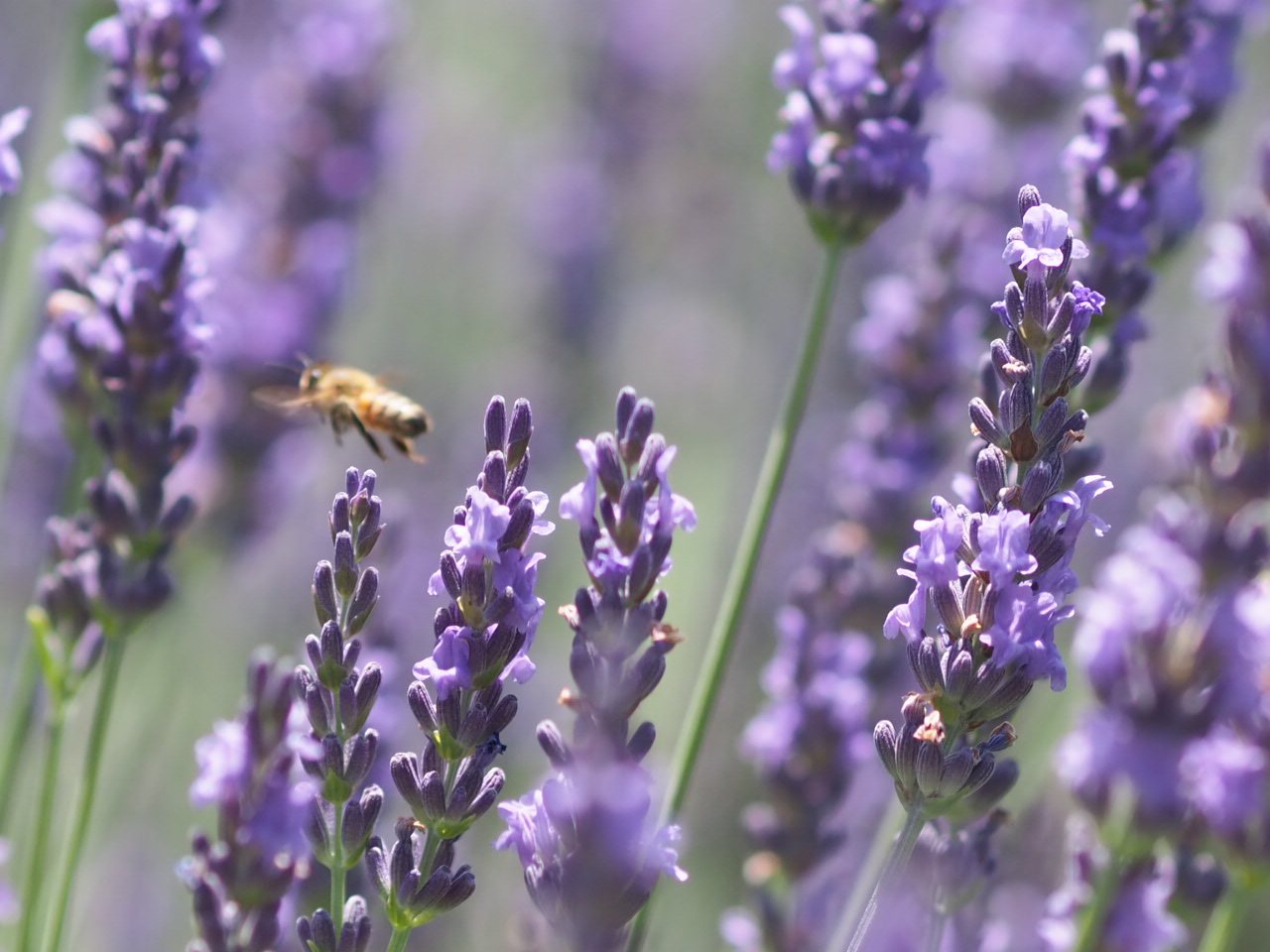 ６/28　グロッソラベンダーさん
