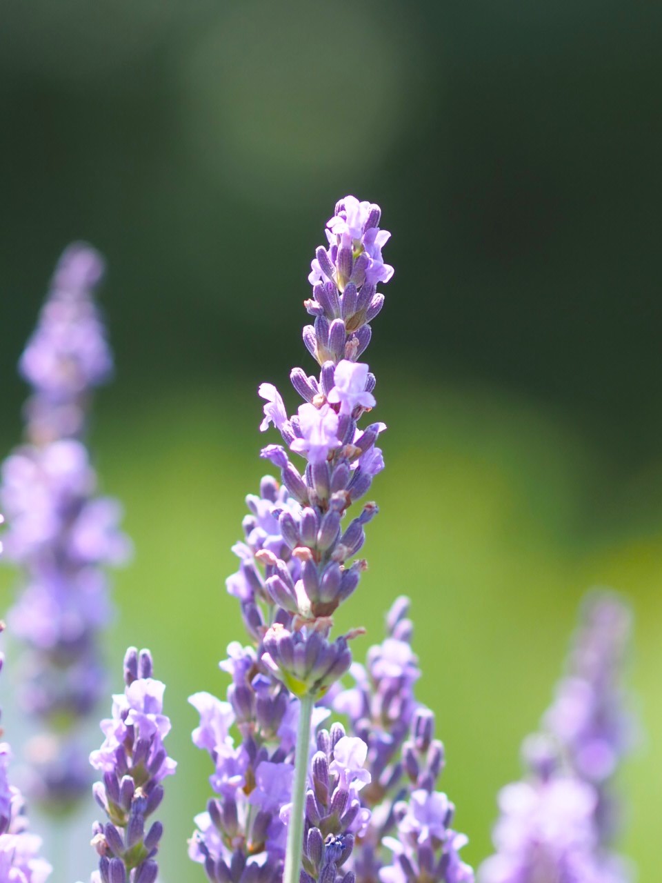 ６/28　グロッソラベンダーさん