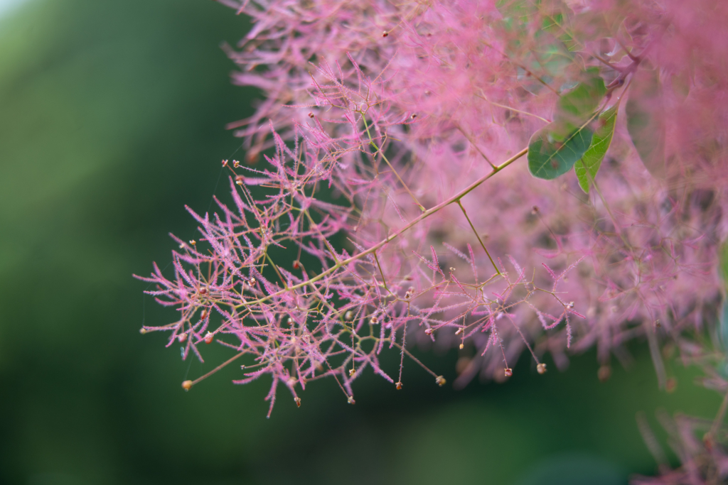 花かんむり　花冠　スモークツリー スモークツリー（6/25更新） | とっとり花回廊