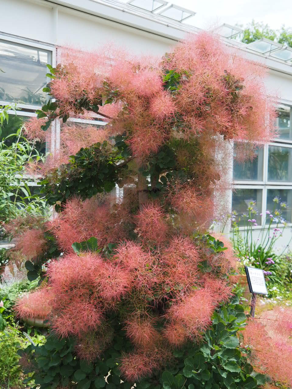 スモークツリー　ライムグリーン　薄ピンク　ホワイト5月末〜6月上旬発送予定。予約 スモークツリー 花木 苗 選べる5種類 ホワイトボール グリーン