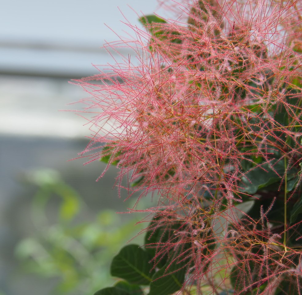 6/7　スモークツリーさん