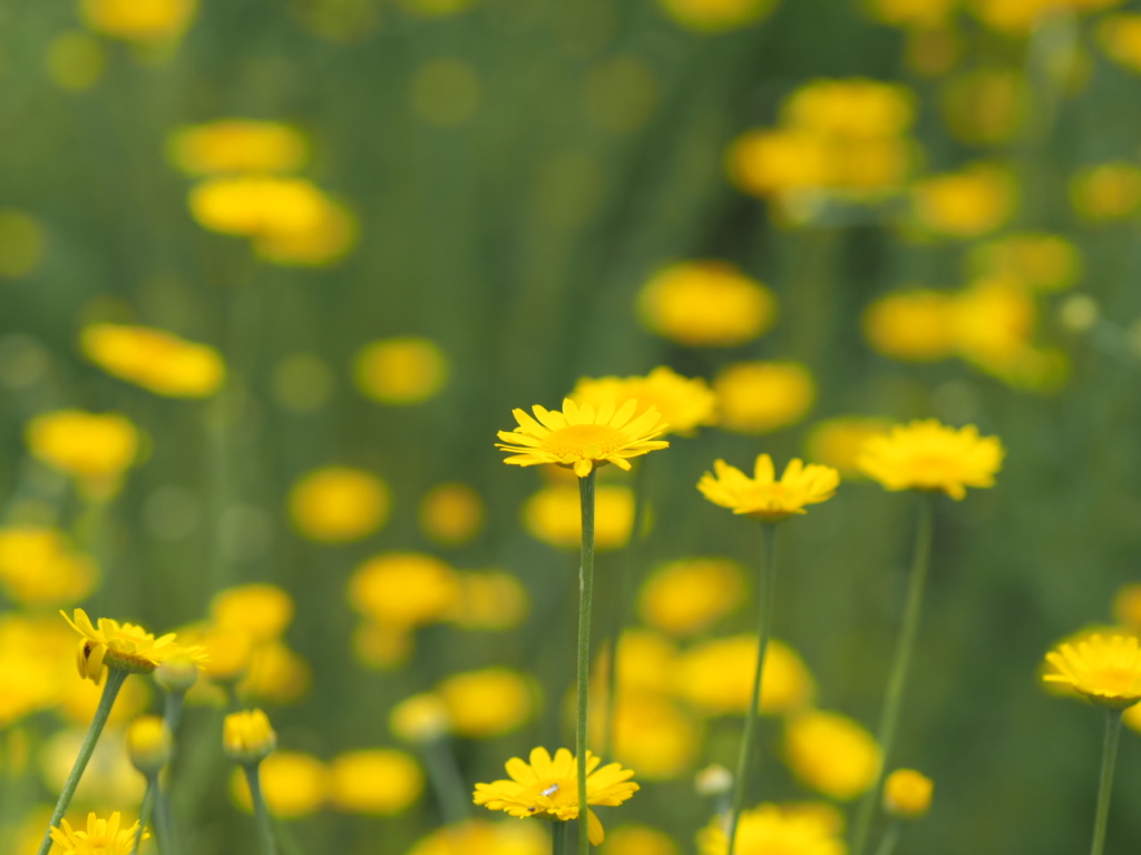 6/28  ダイヤーズカモミールさん