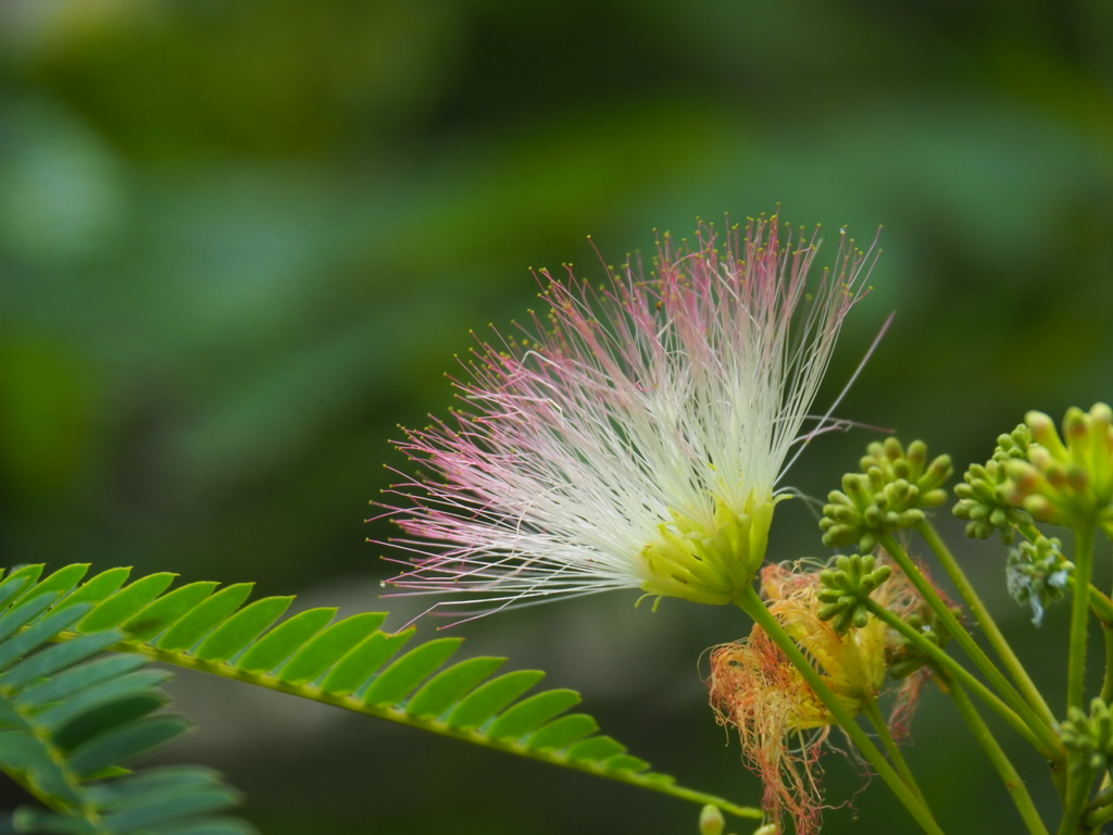 6/7  ネムノキさん